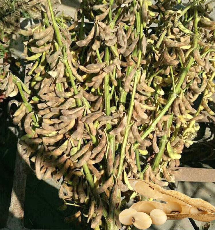 树豆王农户大田种植超高产千斤大豆种子高蛋白黄豆种子1斤黄豆种树豆