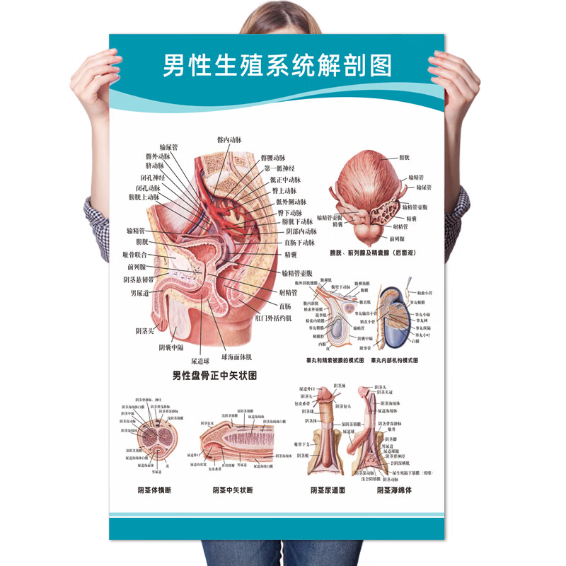 男性生殖挂图生殖器官海报图片医院科室男科挂图 红色【48寸:80x120