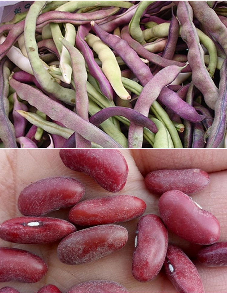 早熟紫豆角种子九粒红架豆四季豆芸豆种籽春秋四季播蔬菜种孑高产九粒