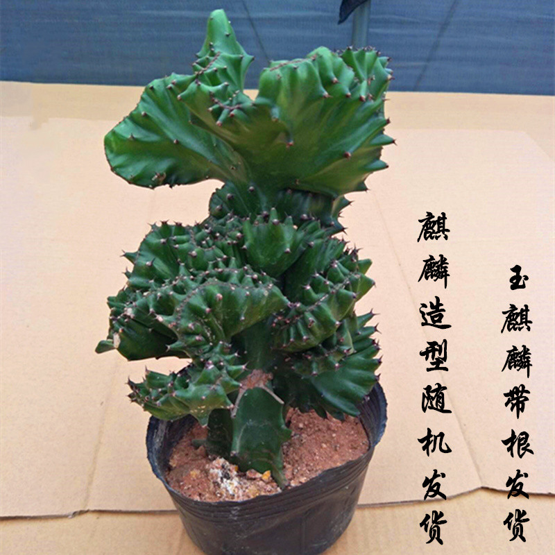 玉麒麟麒麟掌彩春风多肉植物仙人掌花卉绿植创意龙骨盆栽超大金麒麟