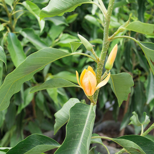 白兰花盆栽树苗带花苞花卉植物室内四季开花浓香型黄角兰好养的花白兰