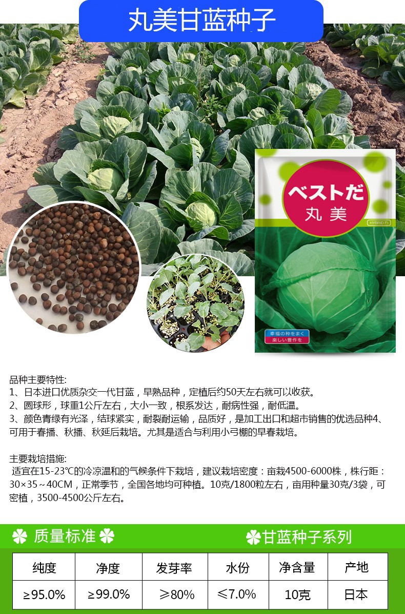 蔬菜种子甘蓝种子卷心菜种子包心菜包菜种籽大头菜籽早熟高产菜盆栽菜