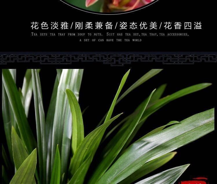 兰花浓香型苗室内绿植花卉盆栽墨兰建兰四季常青当年开花特级醉美人5