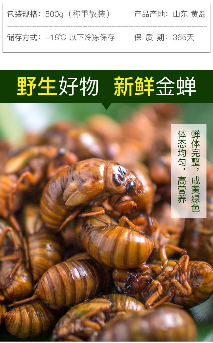 知了猴新鲜金蝉山东特产爬叉猴蝉蛹唐僧肉活体顺丰知了蝉一斤100只