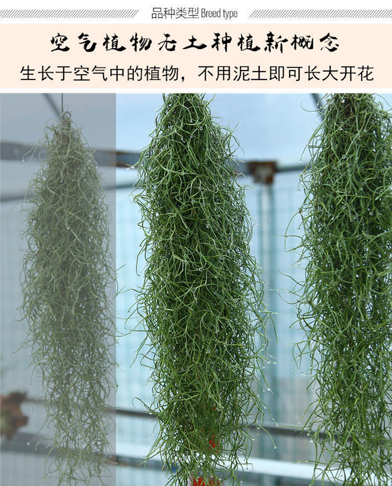 空气凤梨老人须松萝空气植物吊兰无土植物懒人盆栽空气凤梨老人须小挂