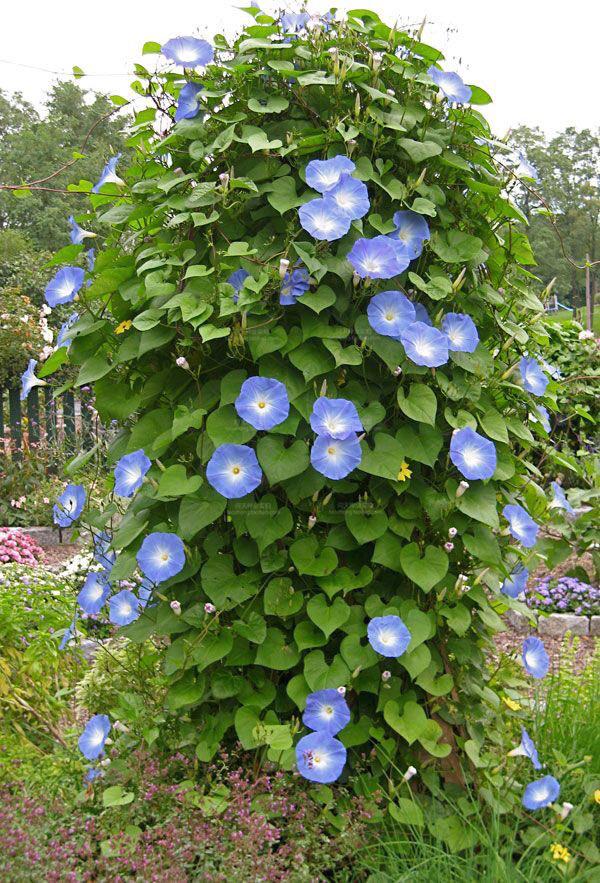 香草花卉种子爬藤大牵牛种子波斯菊野花组合种子太阳花康乃馨种子 牵