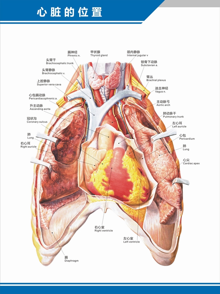 心脏结构示意图 心脏解剖图结构图构造图示意图心血管