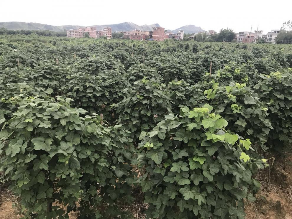 葛根种广西无渣高产粉葛种苗粉葛苗葛根种春季菜葛种子粉葛苗葛根苗没