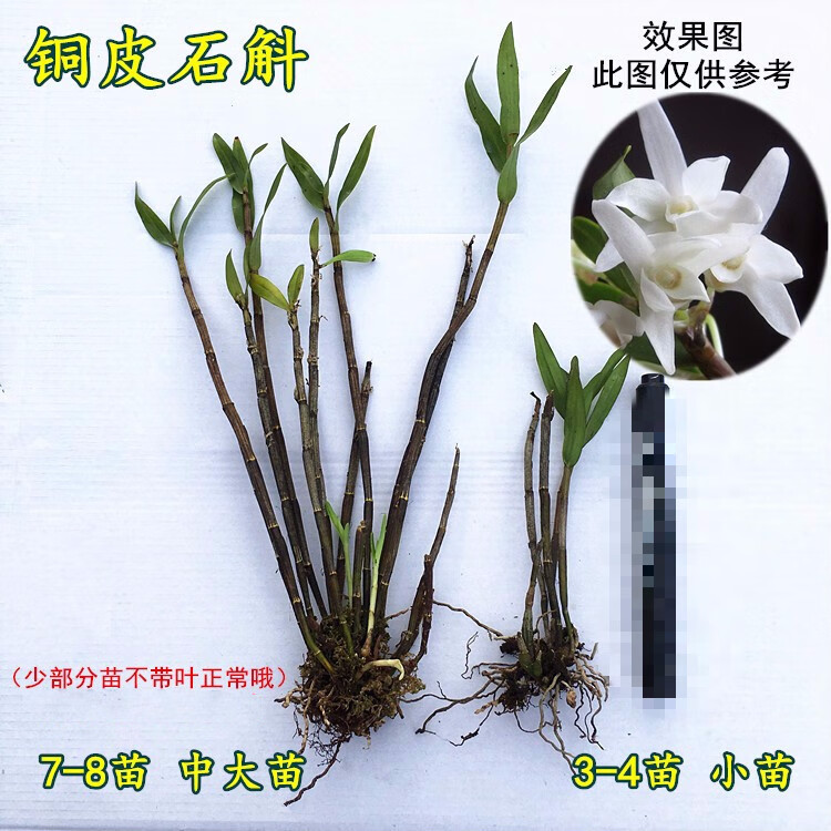 石斛花卉 石斛兰苗铁皮石斛兰花鼓槌球花玫瑰报春晶帽铜皮天宫肿节