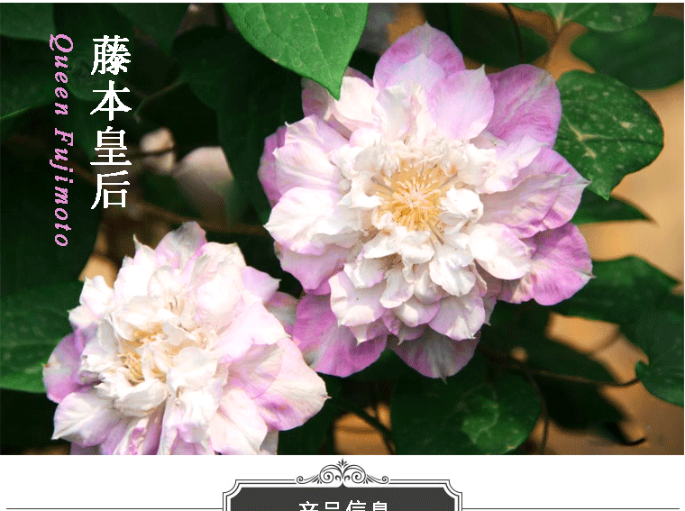 苏画铁线莲 大花重瓣铁线莲种根 爬藤植物盆栽铁线莲种根花卉室内阳台