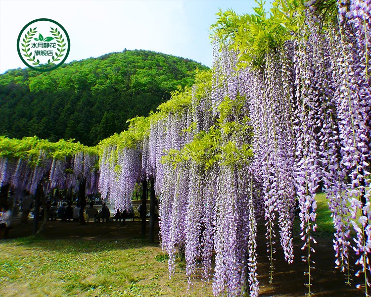 水月静花 紫藤苗 攀援植物庭院别墅攀爬植物爬山虎树苗 多花紫藤花苗