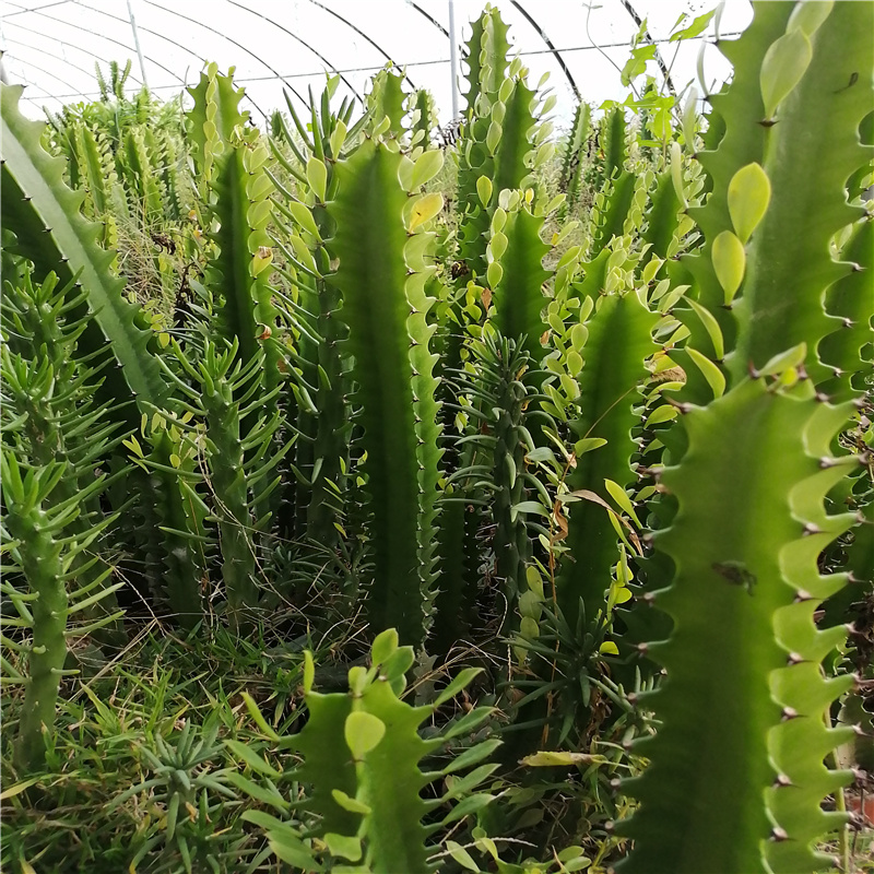 巴西龙骨四棱龙骨盆栽霸王鞭仙人掌量天尺多肉植物盆景龙骨一颗2030cm