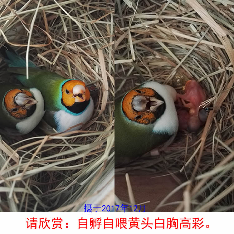 若兮文鸟 七彩种蛋 可孵化 小型鸟蛋 受精蛋(五枚顺丰 白头金背橙头