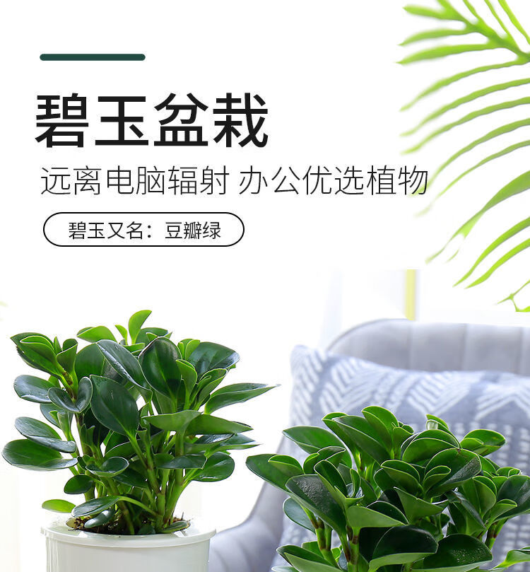 吸甲醛豆瓣绿盆栽碧玉花卉绿植四季好养水培土培室内桌面植物豆瓣绿