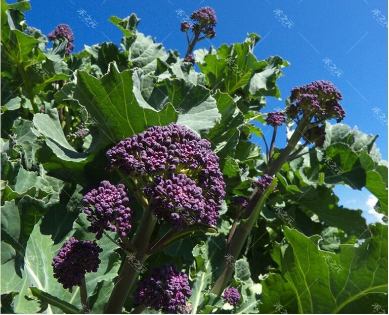 颜集卉紫花芥蓝种子蔬菜芽用西兰花种籽紫西兰苔四季春季秋冬季盆栽50粒分装 图片价格品牌报价 京东