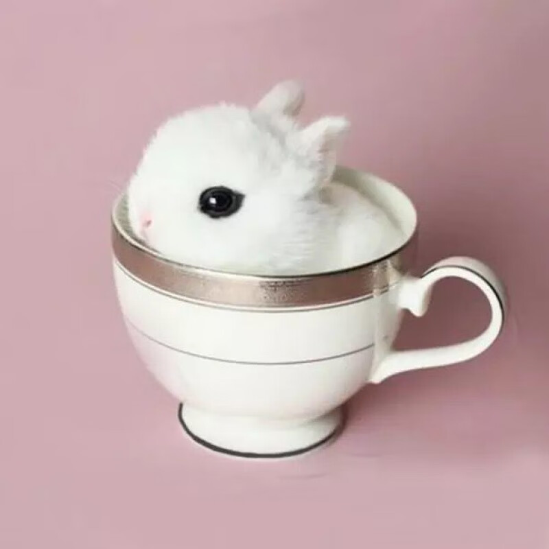 【京选】侏儒小兔子活物宠物小型垂耳小兔活小白兔子活物一对茶杯兔