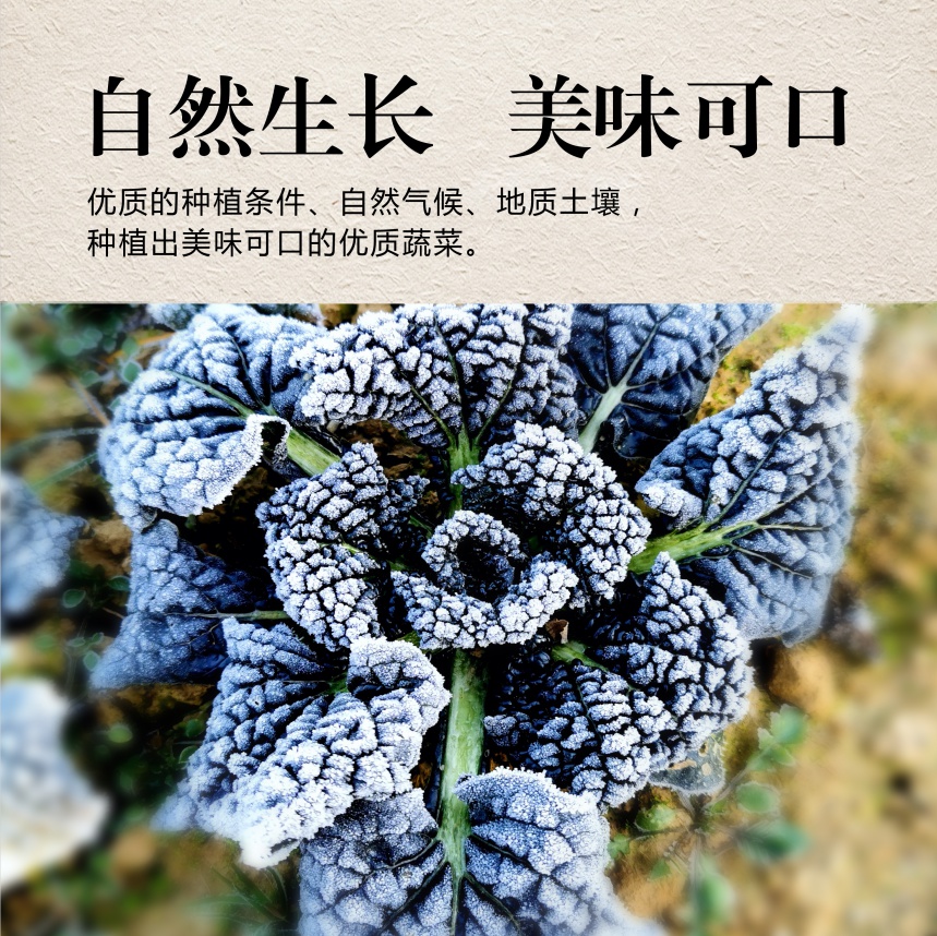 顺丰直达5斤装湖北随州特产泡泡青青菜新鲜蔬菜泡泡菜霜冻黑白菜泡泡