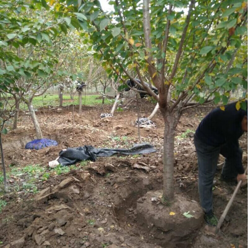 樱花树苗工程绿化苗嫁接 樱花苗早樱晚樱盆栽地栽樱花树苗庭院绿化