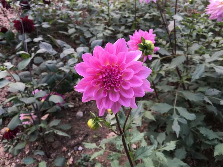 进口大丽花种球大丽菊苗地瓜花种子球根花卉庭院种植盆栽带花植物