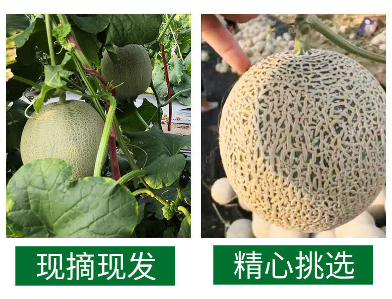 玫珑瓜网纹瓜梅陇瓜现摘现发海南哈密瓜网纹瓜带箱5斤超甜精选