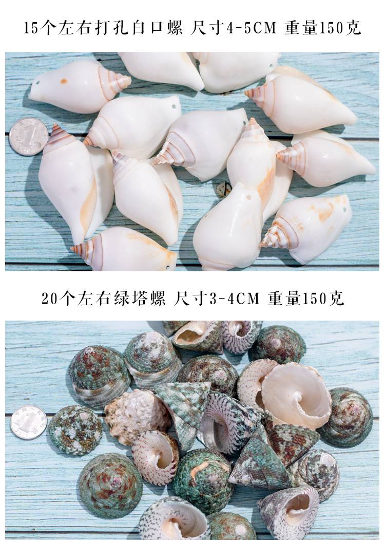 海螺壳天然贝壳海螺壳手工diy鱼缸造景珊瑚贝壳画装饰标本卷贝鱼