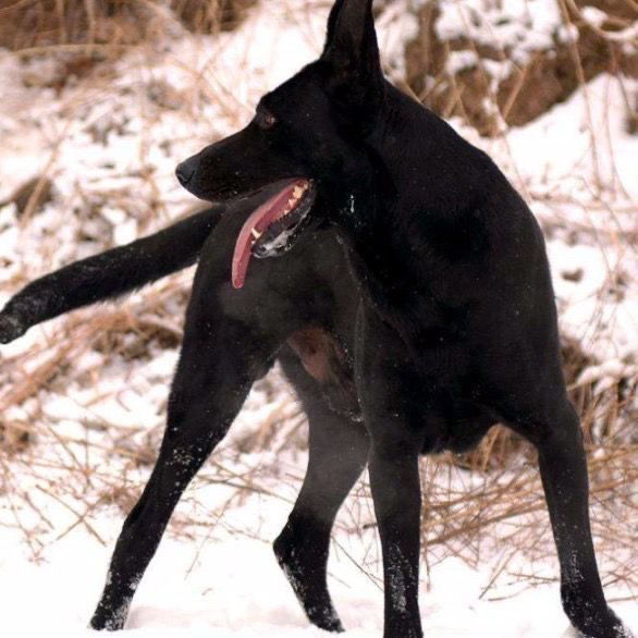 黑狼犬幼犬混血看家护院狗狗猛犬黑色活体墨界大型中华狼狗幼崽混种