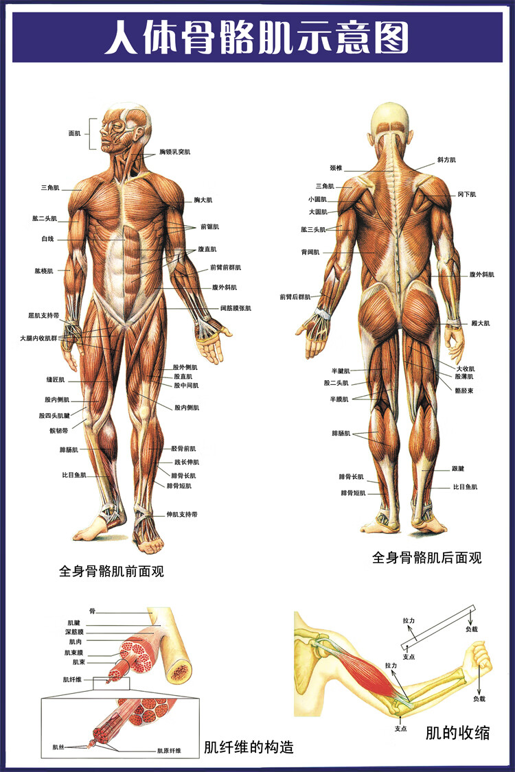 思裕人体骨骼肌肉示意图医院人体器官解剖结构图内脏脊柱椎海报挂图