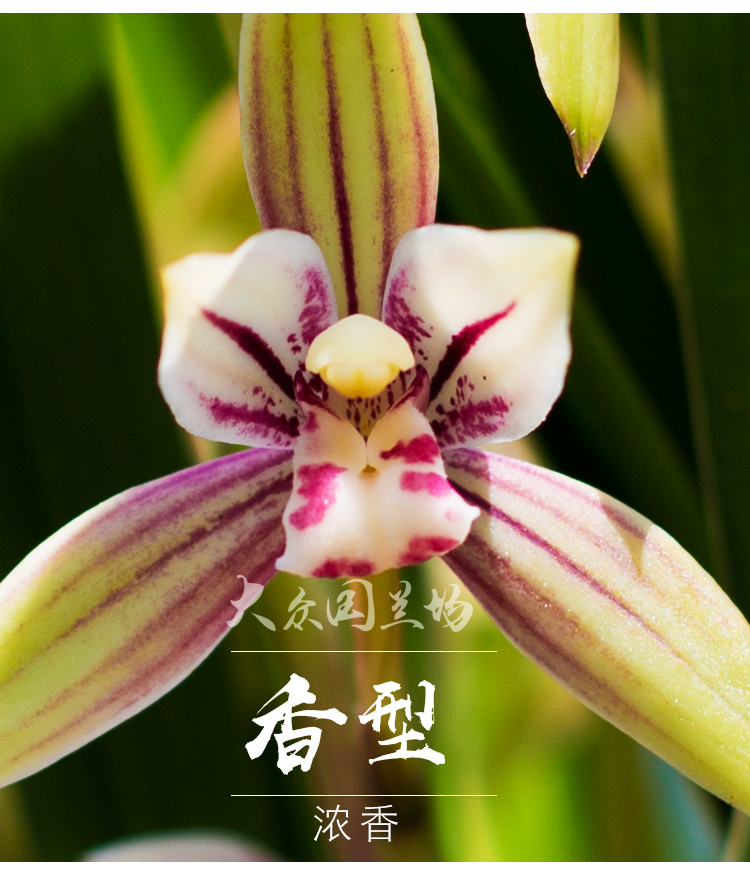 兰花苗建兰四季兰草花卉盆栽绿植物绿鸟嘴名贵国兰浓香不带花苞 美