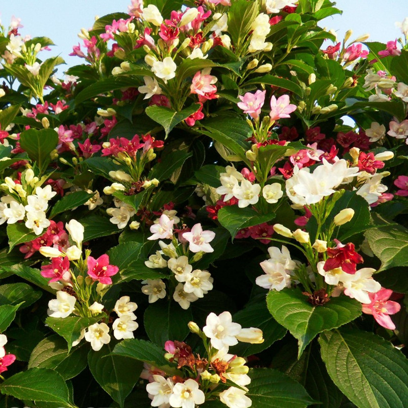 庭院绿化树种红王子锦带花苗花叶锦带五彩锦带花树苗锦带花苗盆栽