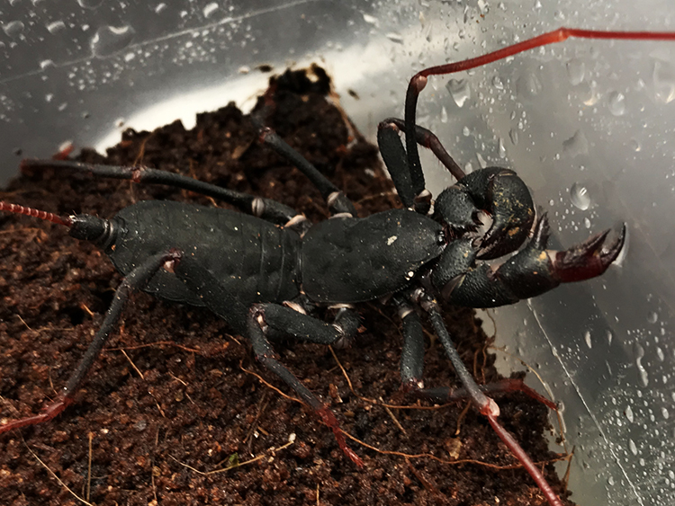 宠物蝎鞭蝎雷达蝎活体雨林蝎巨型宠物蝎子蜘蛛另类爬虫活体亚成两只