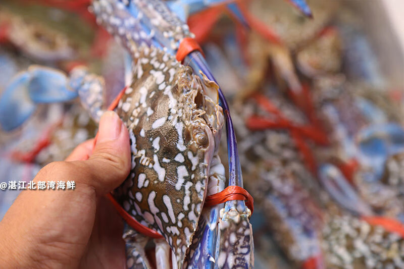 湛江鲜活兰花蟹梭子蟹鲜肥海飞蟹红膏蟹海鲜新鲜螃蟹江洪特产2斤装