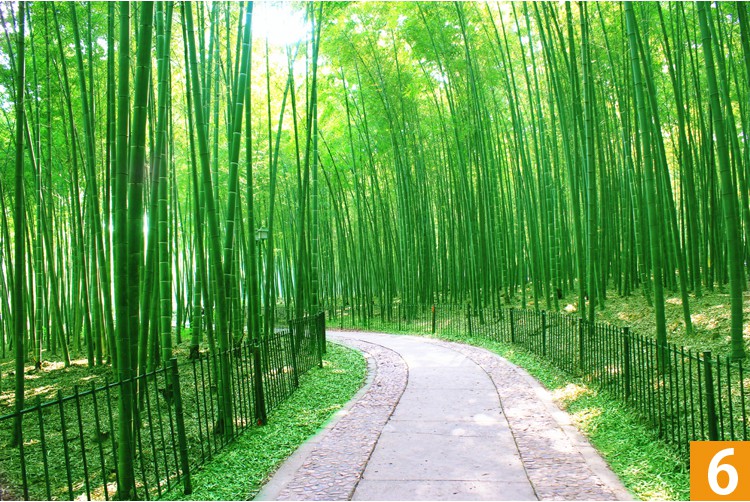 绿色植物竹子风景画贴纸壁纸自粘墙贴大自然客厅壁画3d立体墙贴画 1