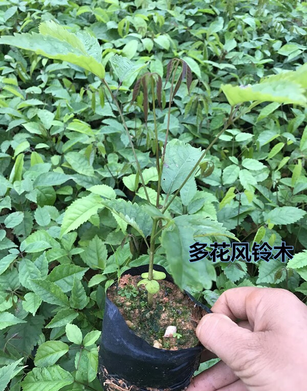 恋品惠正宗紫花风铃木树苗巴西紫花风铃木基地直销多花风铃木黄花风