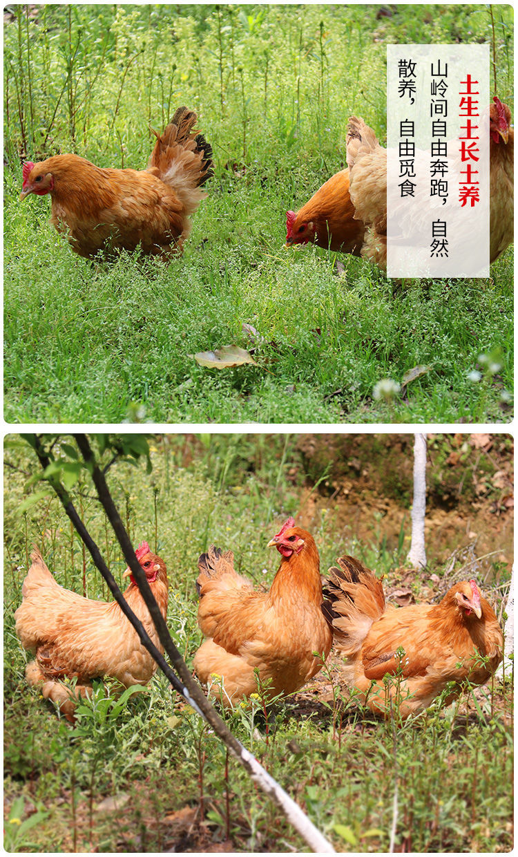 正宗农村农家散养三黄土鸡走地鸡三黄土鸡跑山鸡鸡