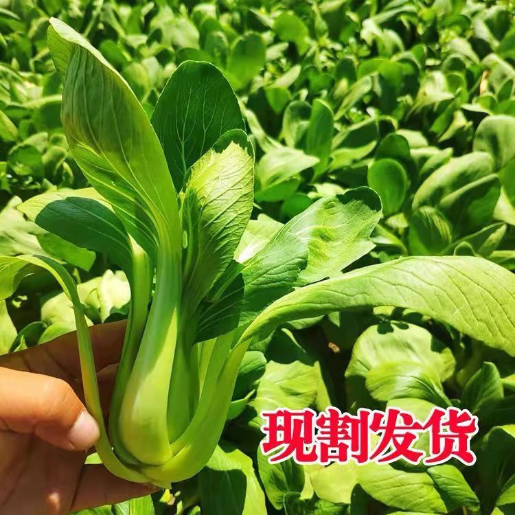 现摘现发小青菜新鲜上海青蔬菜油菜农家自种露天太湖青菜软糯甜2斤