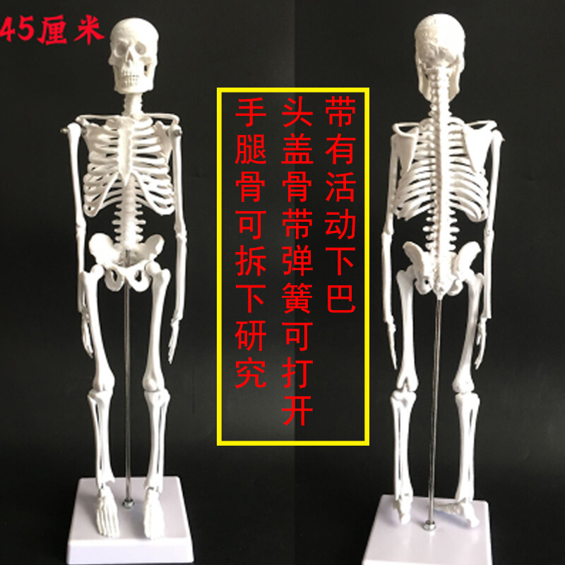 医学85cm170cm人体骨骼模型骨架人体模型成人小骷髅教学模型脊椎全身