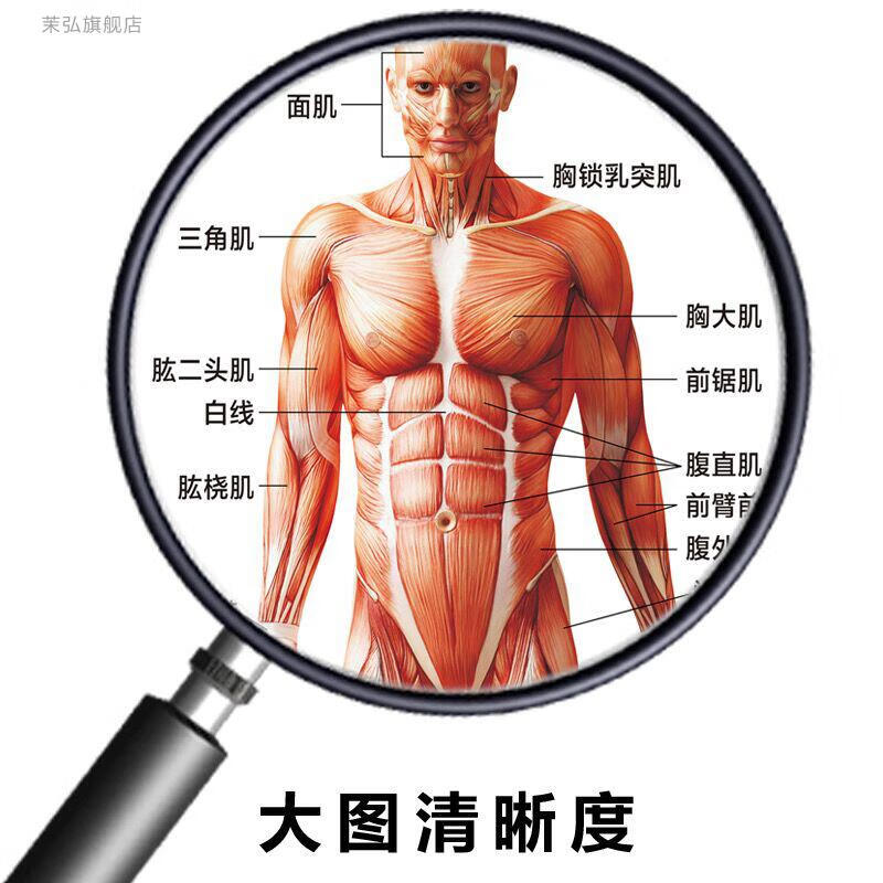 解剖大挂图男性肌肉分布图海报横版人体肌肉结构示意图4060厘米24寸