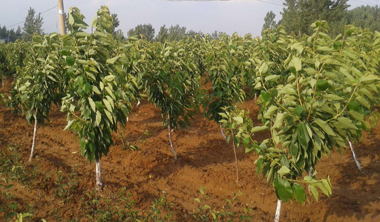 中国大樱桃果树树苗车厘子树苗果树果苗南方北方种植嫁接樱桃树苖盆栽