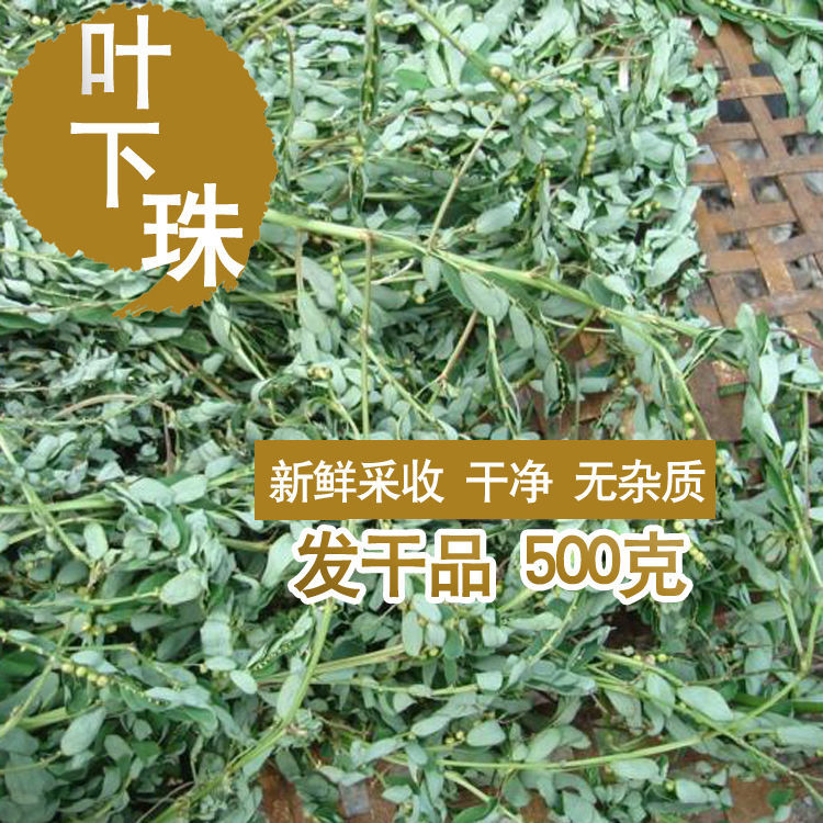 中草药广西野生叶下珠新晒珍珠草干货龙珠珠仔草整株全草带根2斤划算