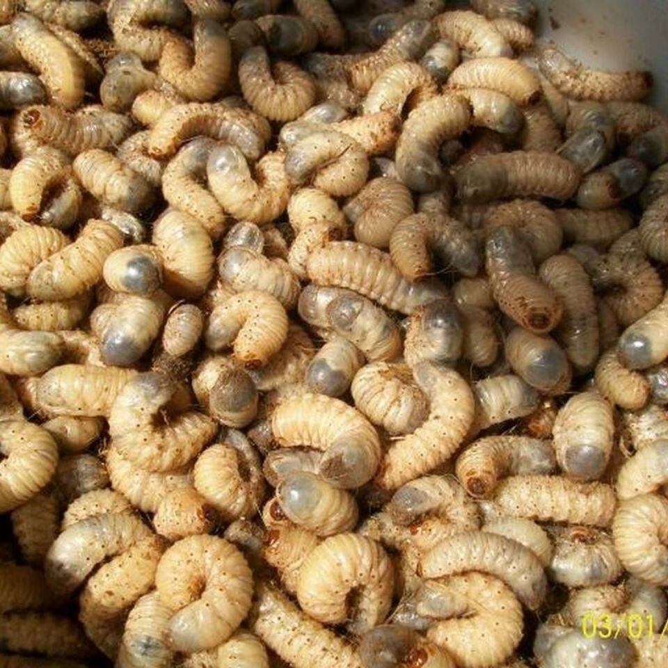 蛴螬老母虫金龟子幼虫白土蚕活虫蛴螬鱼饵活饲料50个