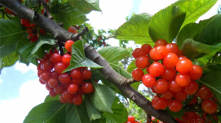 中国大樱桃果树树苗车厘子树苗果树果苗南方北方种植嫁接樱桃树苖盆栽