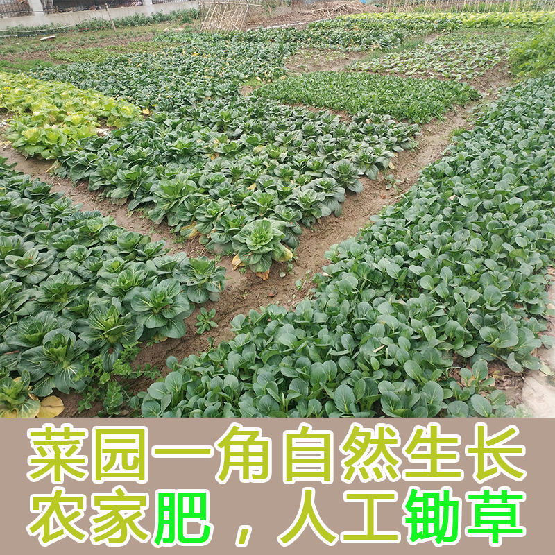 24小时发货崇明农家矮脚红根小菠菜新鲜蔬菜江浙沪德邦产地直达2斤矮