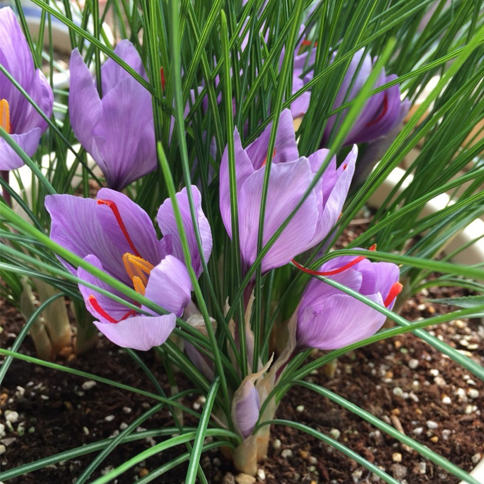 藏红花种球藏红花盆栽种球根番红花植物花卉苗种子西红花耐寒初石