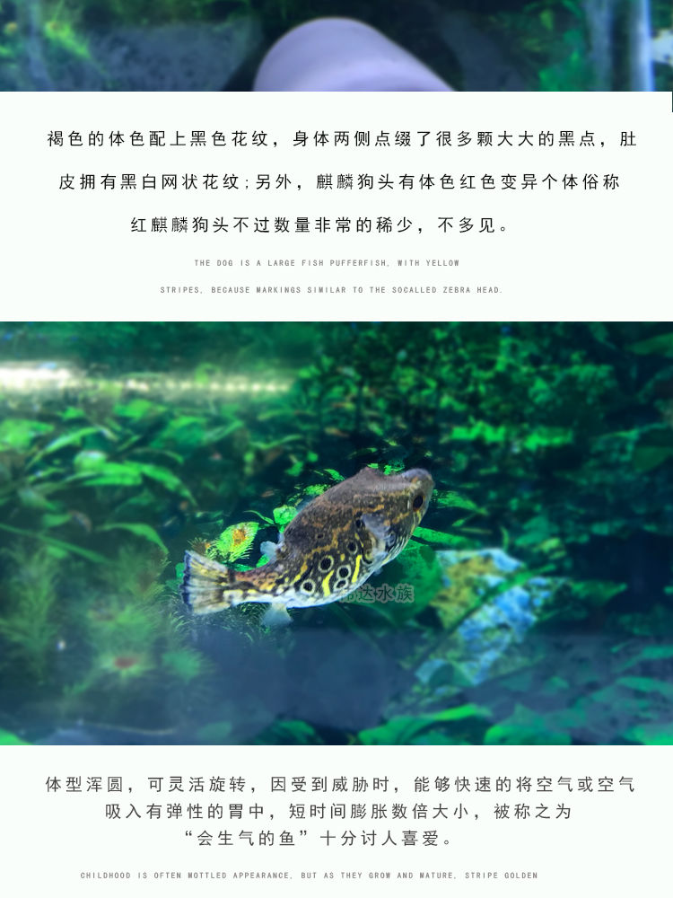 荣郁麒麟狗头鱼活体淡水观赏鱼凶猛狗头活体可爱气泡鱼麒麟狗头810cm