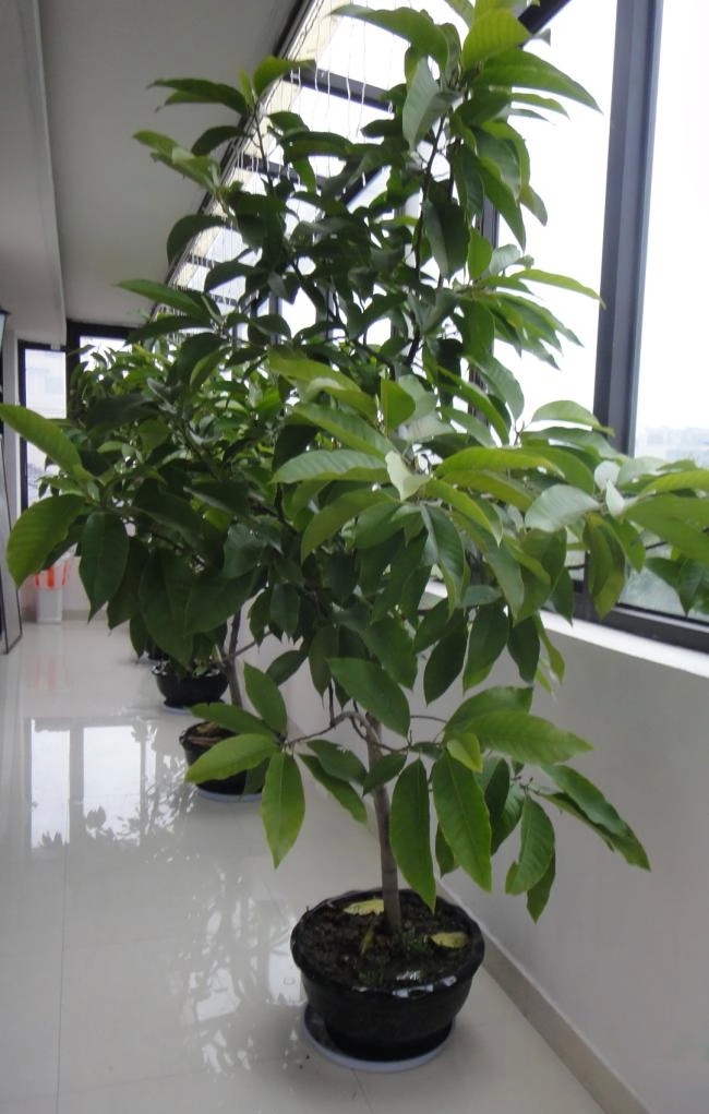 盆栽白兰花树苗 嫁接白兰花苗 黄角兰苗 白玉兰花苗黄果兰树苗 黄兰