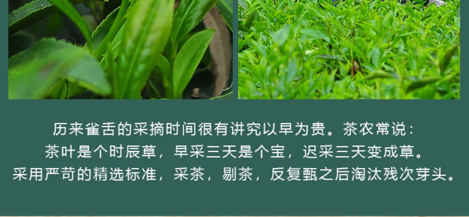 米芽雀舌2022新茶明前绿茶毛尖茶嫩芽春茶散装茶叶250g
