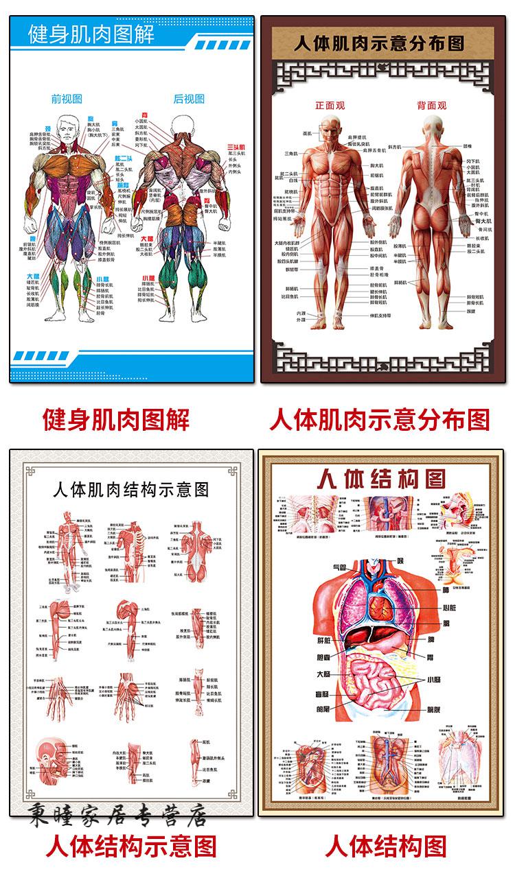 人体骨骼结构图人体图片肌肉挂图解剖图经络穴位图大挂图高清全身