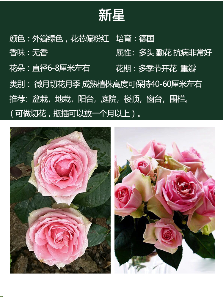 月季花苗特大花卉盆栽蔷薇室内四季开花植物微月 优雅女士(小号盆)送