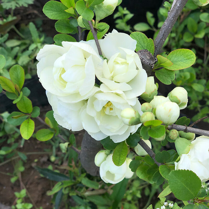 庭院盆栽海棠花绿海棠植物绿宝石花卉银长寿耐寒树苗年宵花卉绿宝石