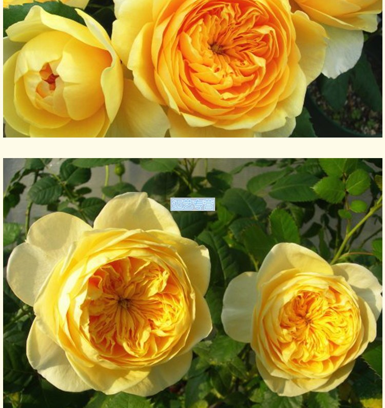 迈艺新品香水切包月季 圣女贞德 玫瑰花苗绿植盆栽苗